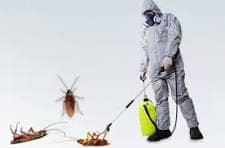 شركة مكافحة حشرات بالجبيل